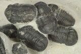 Cluster Of Fourteen Gerastos Trilobites - Mrakib, Morocco #186744-1